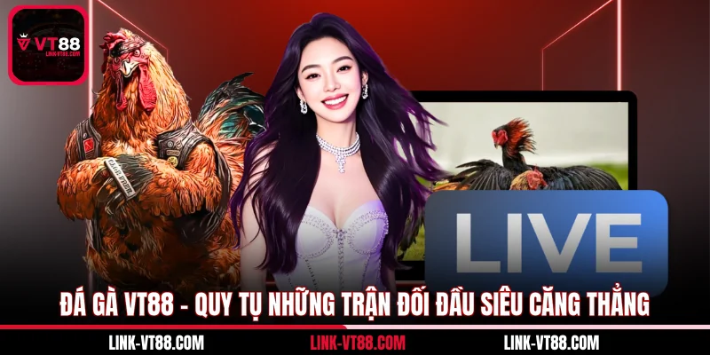 Đá Gà VT88 - Quy Tụ Những Trận Đối Đầu Siêu Căng Thẳng